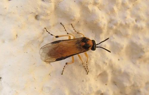 Réf. 332 004 : Athalia rosae