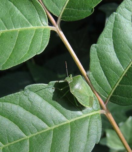 Nezara viridula