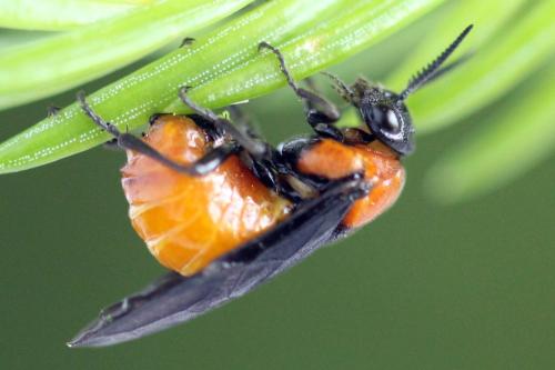 Réf. 332 530 : Microdiprion fuscipennis