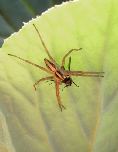 Réf. 332 044 : Pisaura mirabilis