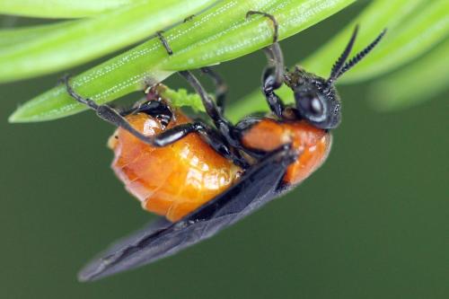 Réf. 332 531 : Microdiprion fuscipennis