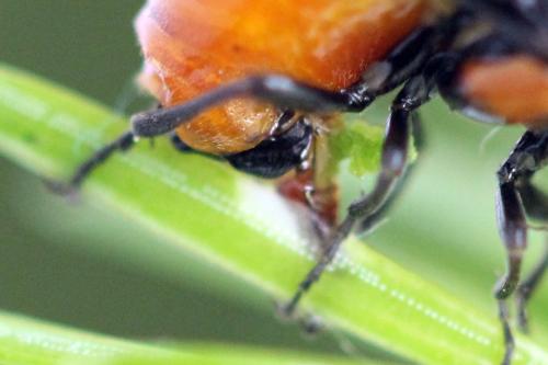 Réf. 332 533 : Microdiprion fuscipennis