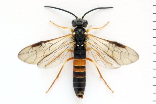 Réf. 332 255 : Strongylogaster xanthocera