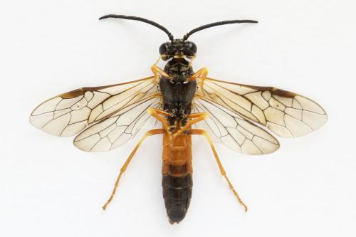 Réf. 332 256 : Strongylogaster xanthocera