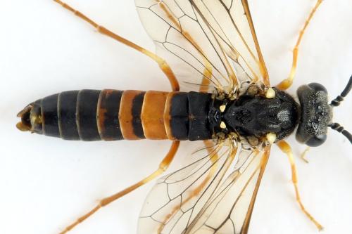Réf. 332 257 : Strongylogaster xanthocera
