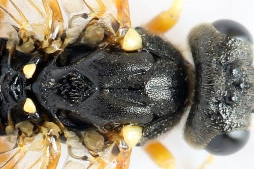 Réf. 332 259 : Strongylogaster xanthocera