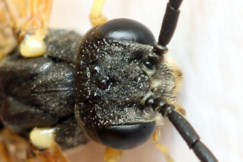 Réf. 332 260 : Strongylogaster xanthocera