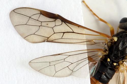 Réf. 332 262 : Strongylogaster xanthocera