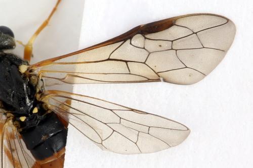 Réf. 332 263 : Strongylogaster xanthocera