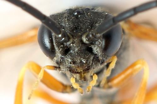 Réf. 332 264 : Strongylogaster xanthocera