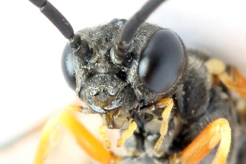 Réf. 332 265 : Strongylogaster xanthocera