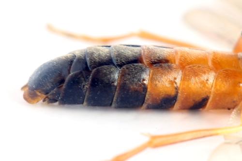 Réf. 332 266 : Strongylogaster xanthocera