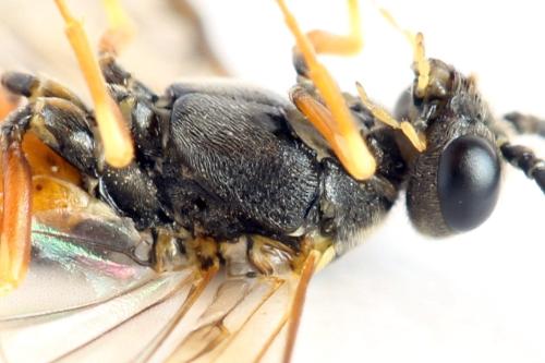 Réf. 332 267 : Strongylogaster xanthocera