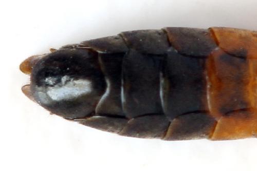 Réf. 332 269 : Strongylogaster xanthocera