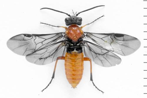 Réf. 332 682 : Dolerus germanicus