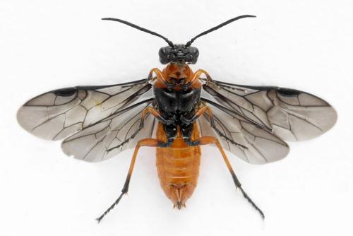 Réf. 332 683 : Dolerus germanicus