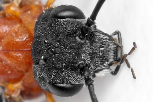 Dolerus germanicus