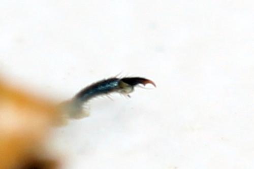 Dolerus germanicus