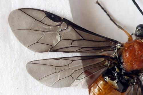 Dolerus germanicus