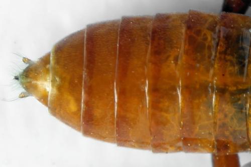 Réf. 332 695 : Dolerus germanicus