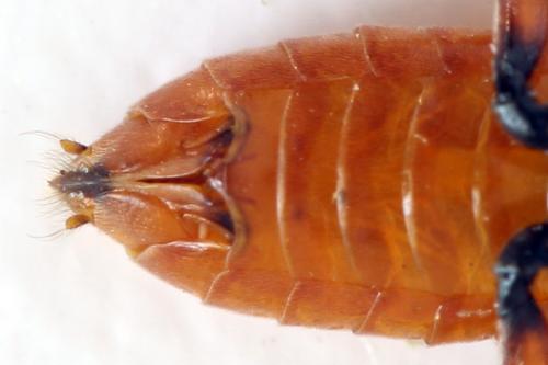Réf. 332 696 : Dolerus germanicus