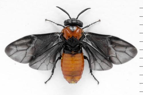 Réf. 332 550 : Microdiprion fuscipennis