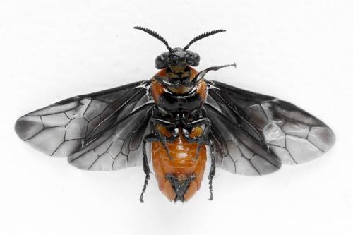 Réf. 332 551 : Microdiprion fuscipennis
