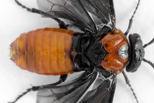 Réf. 332 552 : Microdiprion fuscipennis