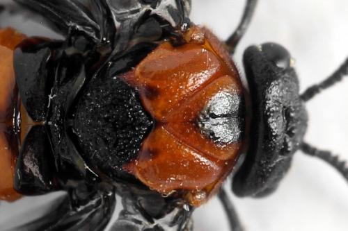 Réf. 332 553 : Microdiprion fuscipennis