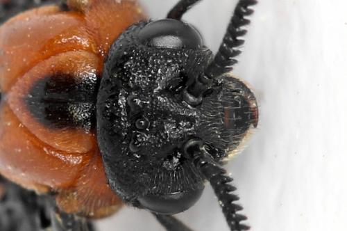 Réf. 332 554 : Microdiprion fuscipennis
