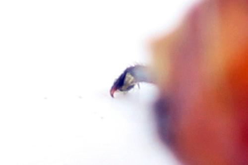 Réf. 332 555 : Microdiprion fuscipennis