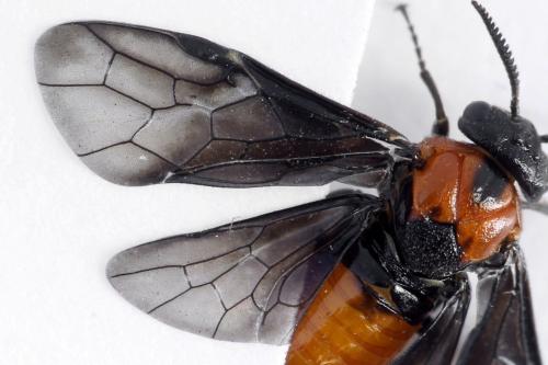 Réf. 332 556 : Microdiprion fuscipennis