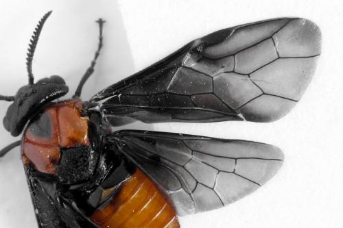 Réf. 332 557 : Microdiprion fuscipennis