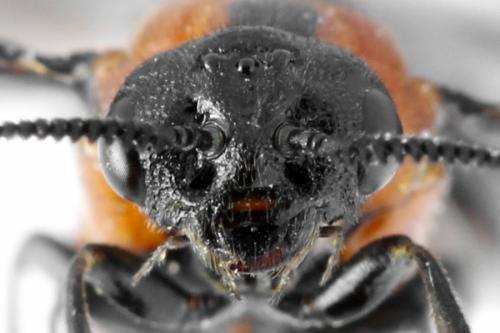 Réf. 332 558 : Microdiprion fuscipennis