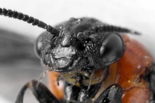 Réf. 332 559 : Microdiprion fuscipennis
