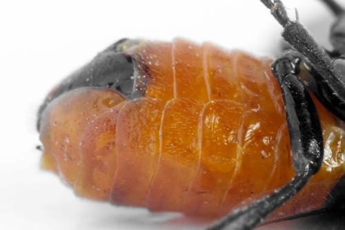 Réf. 332 560 : Microdiprion fuscipennis