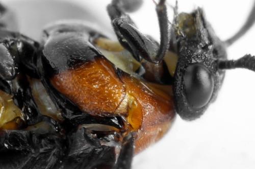 Réf. 332 561 : Microdiprion fuscipennis