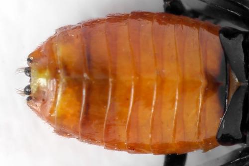 Réf. 332 562 : Microdiprion fuscipennis