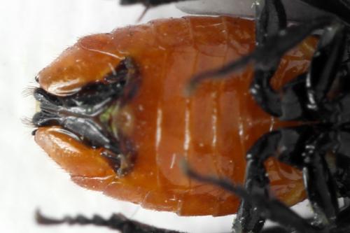 Réf. 332 563 : Microdiprion fuscipennis
