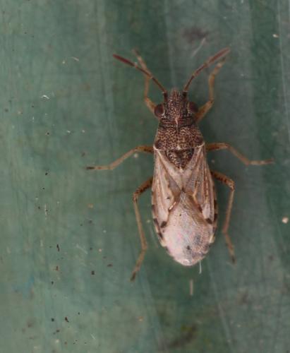 Réf. 332 063 : Nysius sp.