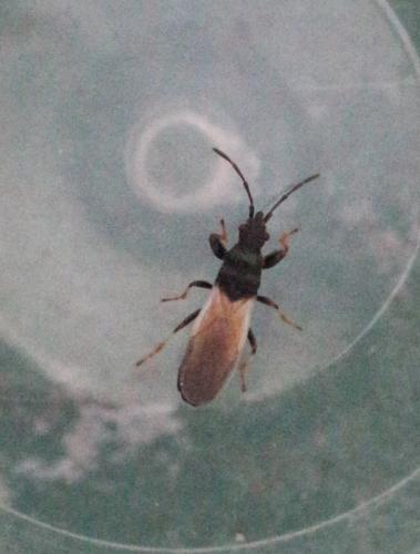 Réf. 332 237 : Brachyplax tenuis