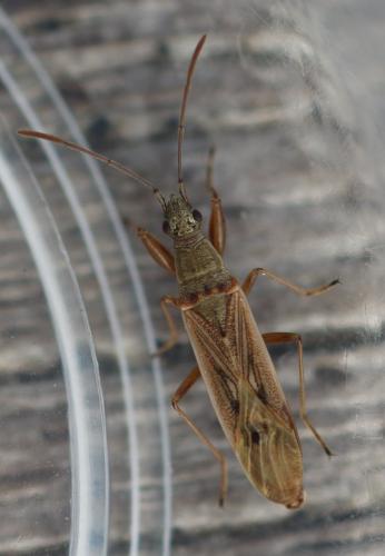 Réf. 332 329 : Paromius gracilis