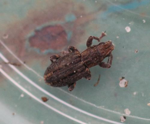 Réf. 332 588 : Sitona cinnamomeus