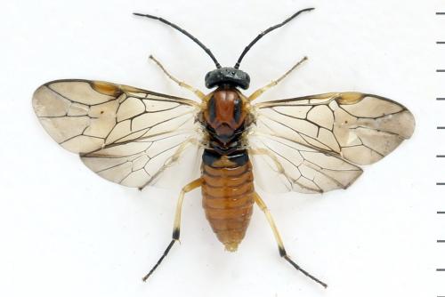 Réf. 332 416 : Pristiphora nigriceps