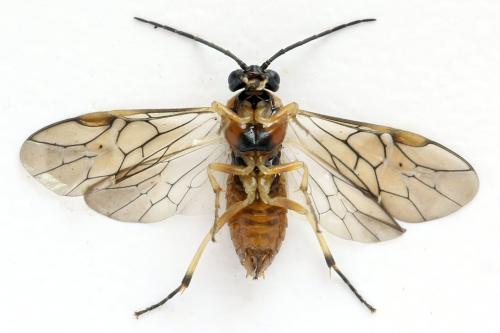 Réf. 332 417 : Pristiphora nigriceps