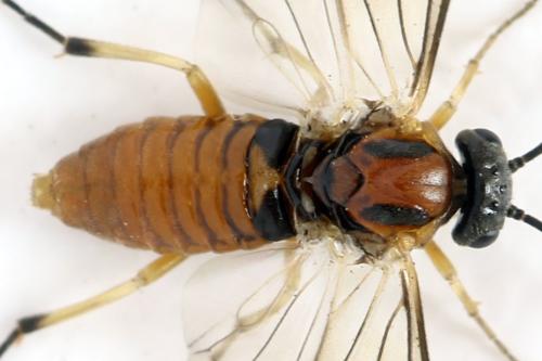 Réf. 332 418 : Pristiphora nigriceps