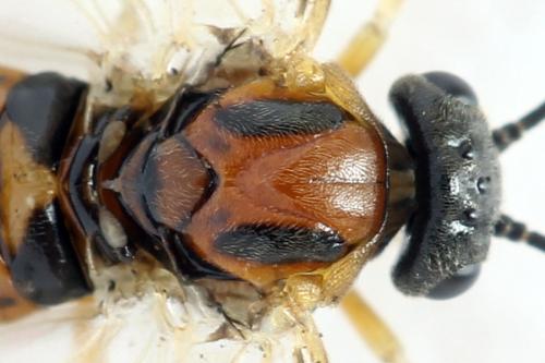 Réf. 332 419 : Pristiphora nigriceps