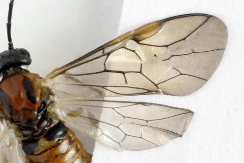 Réf. 332 422 : Pristiphora nigriceps