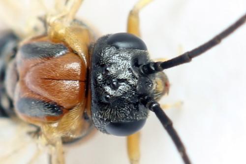 Réf. 332 423 : Pristiphora nigriceps