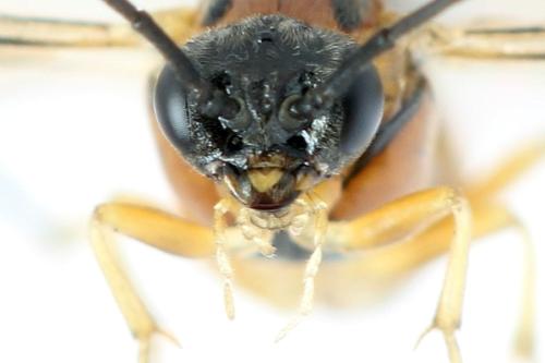 Réf. 332 424 : Pristiphora nigriceps